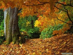 fall-of-autumn-leaves-wallpaper